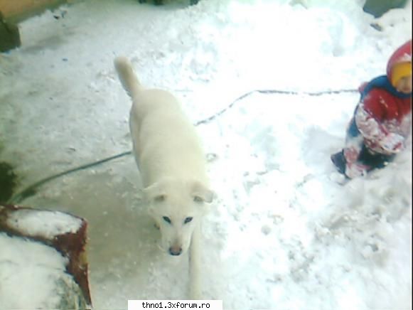 Animalutze:X:X:X:X - Spuneti ce animalute aveti si puneti poze cu - ��Hello��