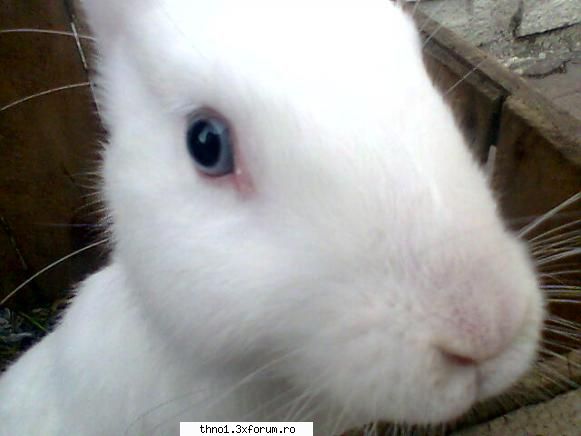 Animalutze:X:X:X:X - leam facut poze la iepurasii mei scumpi defapt - ��Hello��