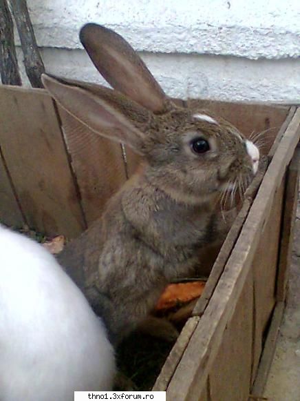 Animalutze:X:X:X:X - si asta e a lui soramea - ��Hello��
