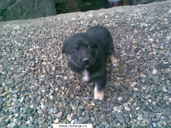 Animalutze:X:X:X:X - asta e blacky si cand te gandesti ca e fata - ��Hello��