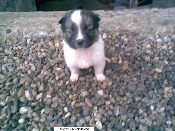 Animalutze:X:X:X:X - asta nyappy mea - ��Hello��
