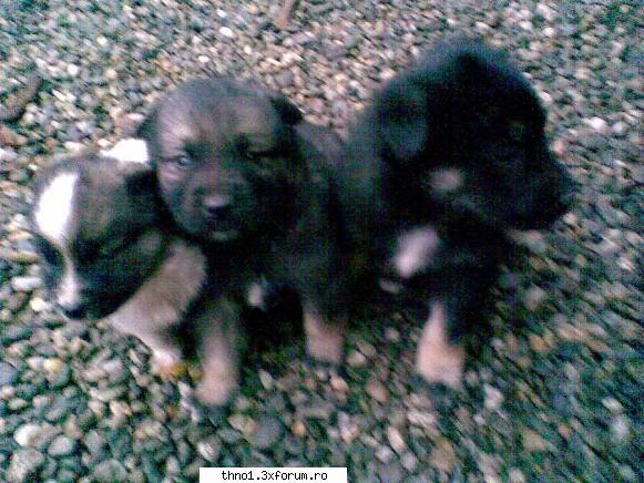 Animalutze:X:X:X:X - Lil' Nyappy - ��Hello��