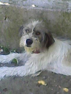 Animalutze:X:X:X:X - ciobanica mamica lu blacku nyappy si tzuppy - ��Hello��