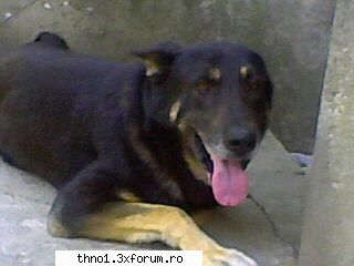 Animalutze:X:X:X:X - si tom tata celor 3 catelusi - ��Hello��
