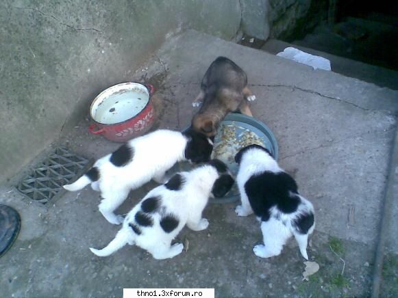 Animalutze:X:X:X:X - si am mai avut 4 catelusi da acum nui mai am - ��Hello��